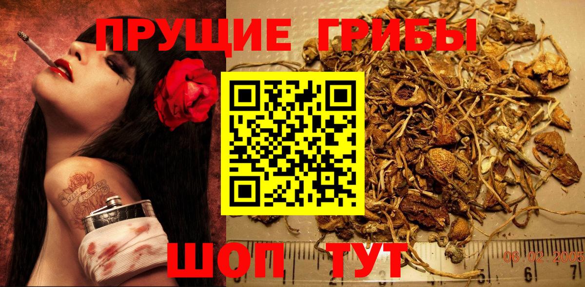 как найти закладки  Вход с VPN  Ульяновск  Галлюциногенные грибы Psilocybine cubensis 